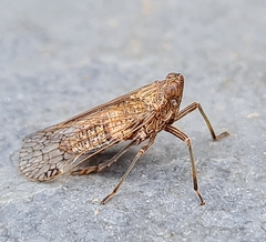 Fulgoroidea