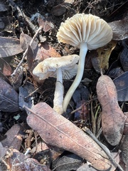 Marasmius albogriseus