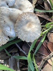 Marasmius albogriseus