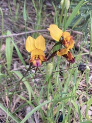 Diuris magnifica
