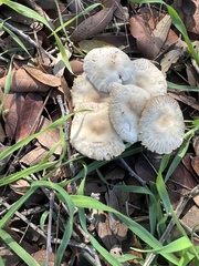 Marasmius albogriseus
