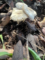 Marasmius albogriseus