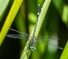 Austrogomphus amphiclitus