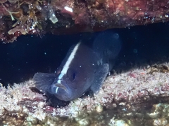 Rypticus saponaceus