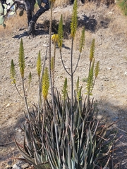 Aloe vera