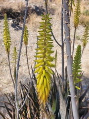 Aloe vera