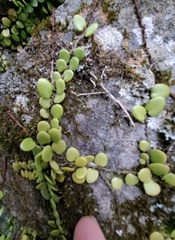 Lemmaphyllum microphyllum