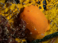 Doriopsilla carneola