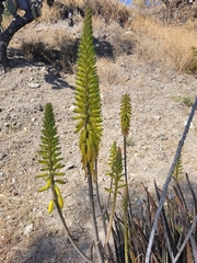 Aloe vera