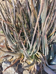 Aloe vera