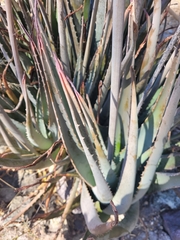 Aloe vera
