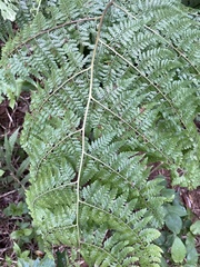 Microlepia nepalensis