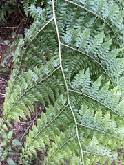 Microlepia nepalensis