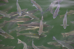 Oncorhynchus gorbuscha