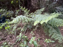 Microlepia nepalensis