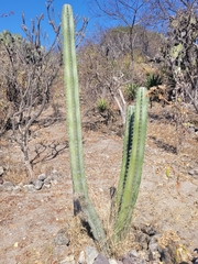 Lophocereus marginatus