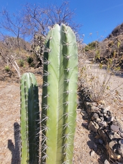 Lophocereus marginatus