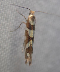 Argyresthia goedartella