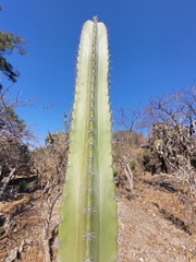 Lophocereus marginatus