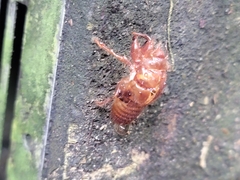 Amphipsalta zelandica