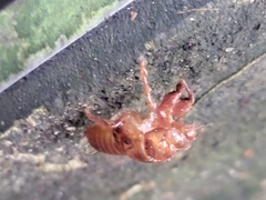 Amphipsalta zelandica