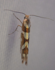 Argyresthia goedartella