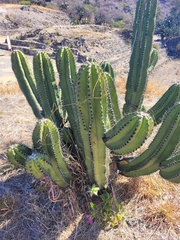 Myrtillocactus schenckii