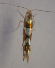 Argyresthia goedartella