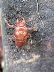 Amphipsalta zelandica