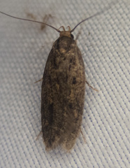 Hofmannophila pseudospretella