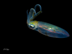 Sepioteuthis australis