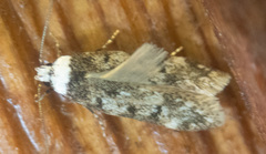 Endrosis sarcitrella