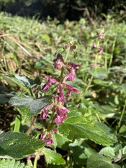Stachys bullata