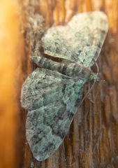 Pasiphila rectangulata
