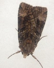 Anaplectoides prasina