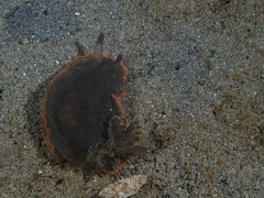 Dendrodoris arborescens