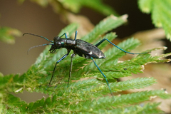 Odontocheila
