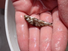 Menticirrhus saxatilis