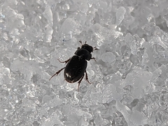 Aphodiini