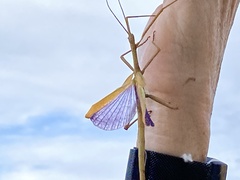 Didymuria violescens