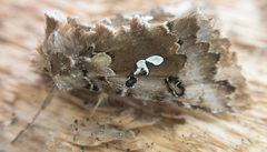 Autographa corusca
