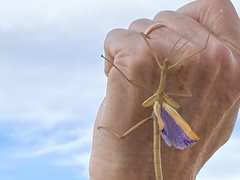Didymuria violescens