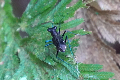 Odontocheila