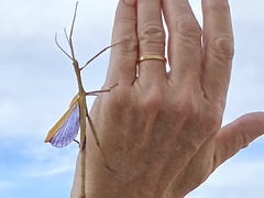 Didymuria violescens