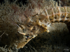 Hippocampus abdominalis
