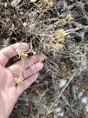 Gutierrezia sarothrae