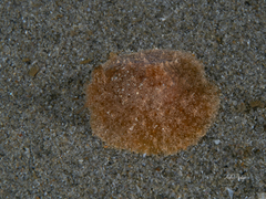 Sclerodoris