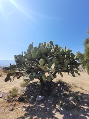 Opuntia pilifera