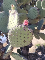 Opuntia pilifera