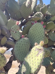 Opuntia pilifera